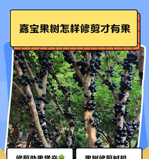 嘉宝果的扦插技巧详解（如何成功扦插嘉宝果？嘉宝果的繁殖技巧分享）