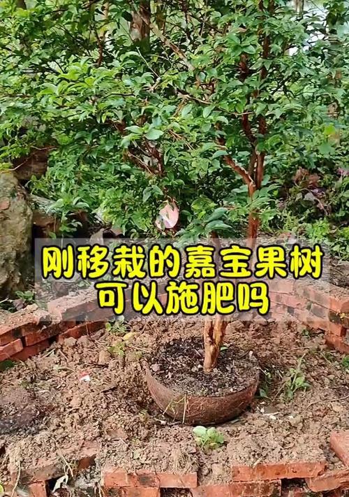 嘉宝果的扦插技巧详解（如何成功扦插嘉宝果？嘉宝果的繁殖技巧分享）