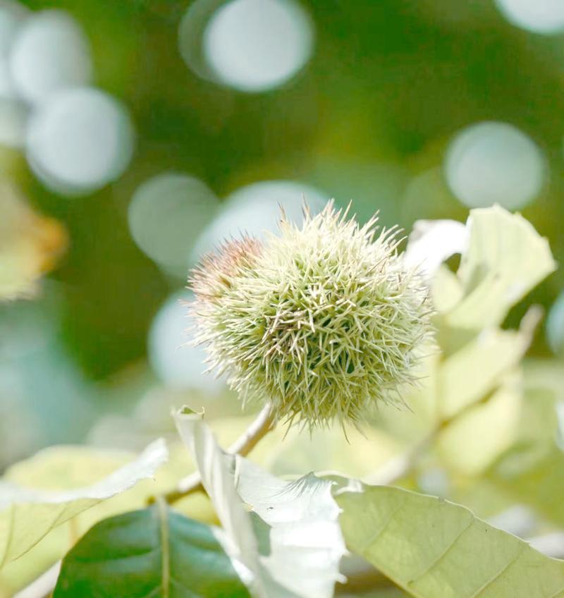 板栗的采摘季节和成熟期（了解板栗的成长周期，掌握采摘时机）