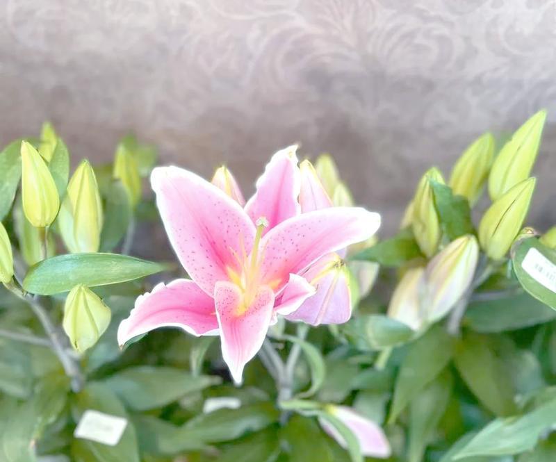 盆栽百合的养殖方法与养护要点（轻松打造室内绿色空间，助你get养花小技巧！）