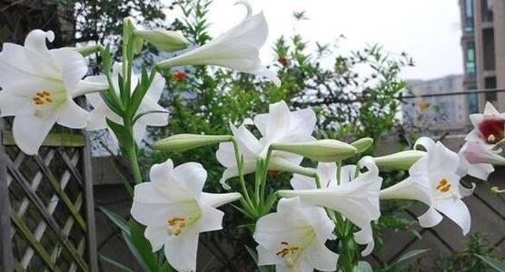 盆栽百合的养殖方法与养护要点（轻松打造室内绿色空间，助你get养花小技巧！）