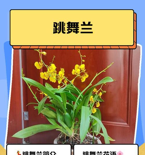 蝴蝶兰（走近蝴蝶兰的知识与养护之道）