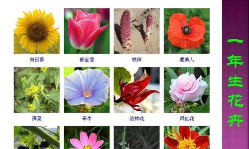 蝴蝶兰（走近蝴蝶兰的知识与养护之道）