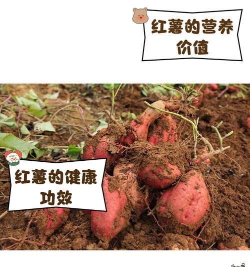 番薯（探究番薯的营养价值和健康益处）