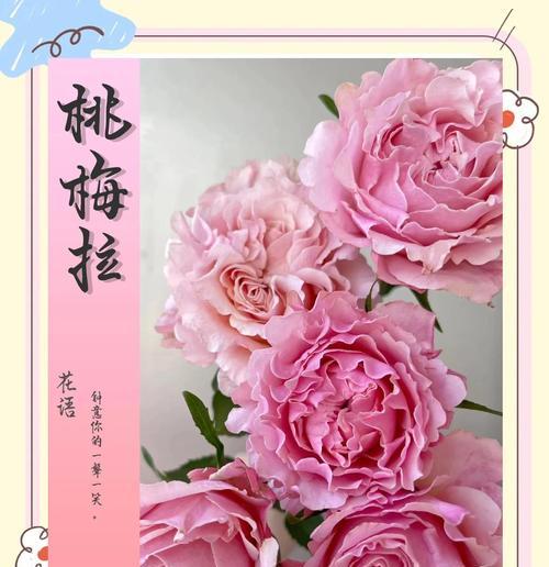 蝴蝶梅（冬日里的鲜花盛宴，蝴蝶梅轻松开花秘密揭秘）