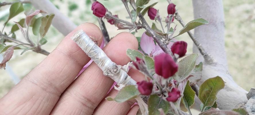 提高海棠花嫁接成活率的技巧（如何让海棠花嫁接更加成功？）