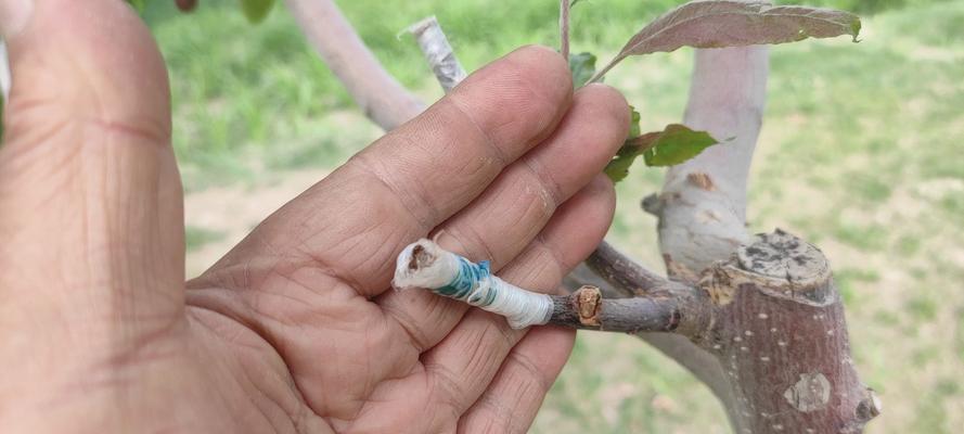 提高海棠花嫁接成活率的技巧（如何让海棠花嫁接更加成功？）