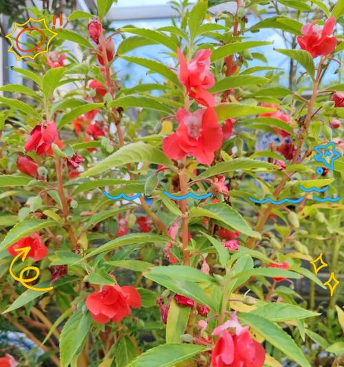 解密凤仙花的花语（揭示凤仙花的神秘花语与文化内涵）