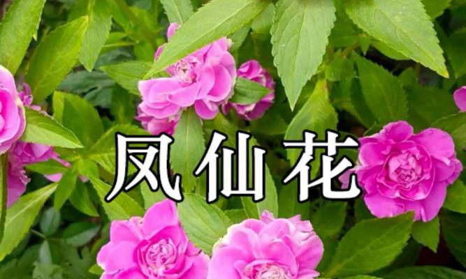 解密凤仙花的花语（揭示凤仙花的神秘花语与文化内涵）