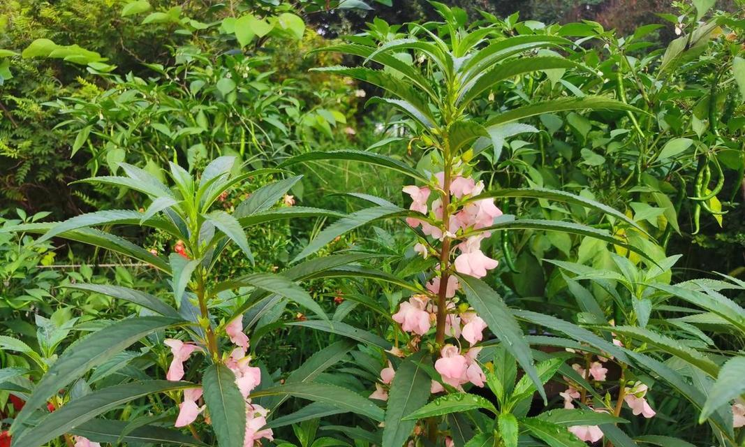 解密凤仙花的花语（揭示凤仙花的神秘花语与文化内涵）
