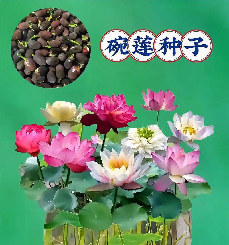探究碗莲（几年生植物的神奇生命）
