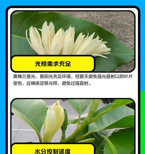 盆栽黄桷兰选择大盆还是小盆？（大小盆的优缺点分析，让你更好地种植黄桷兰）