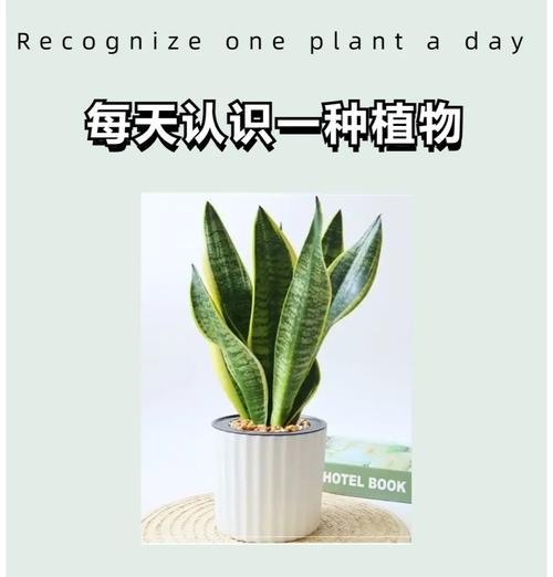 解析七里香的喜阴喜阳特性（探讨七里香的生长条件和适应性）