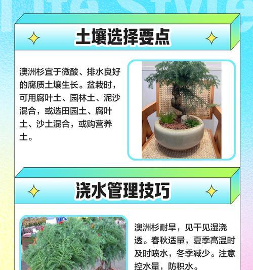 如何养护台湾杉盆景（注意事项与护理技巧分享）