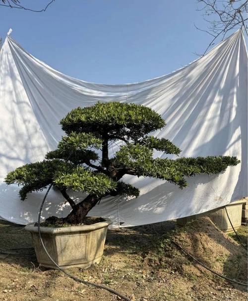 如何养护台湾杉盆景（注意事项与护理技巧分享）