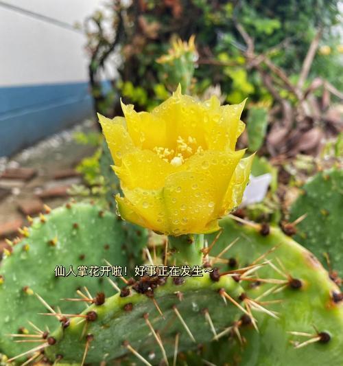 探寻仙人掌花语的奥秘（揭示仙人掌花语的含义和象征意义）