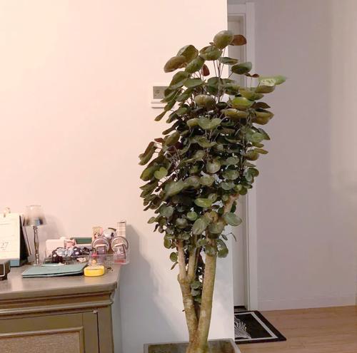 红枫的生长习性与栽培技巧（揭秘红枫喜阳还是喜阴，掌握耐阴植物的养护技巧）