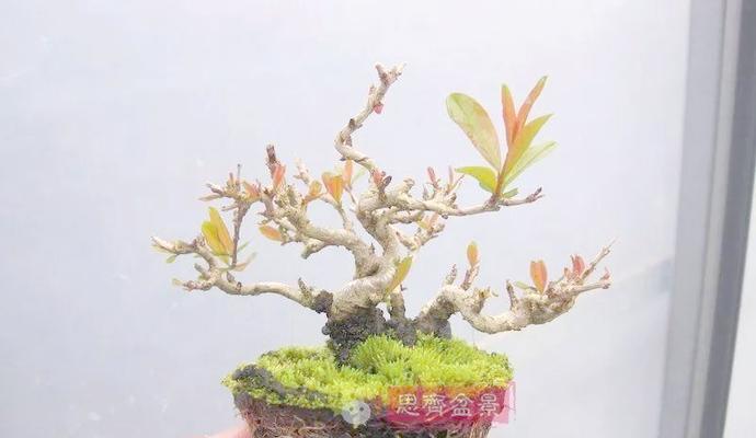 石榴扦插的最佳时间（掌握时间，轻松种植石榴）