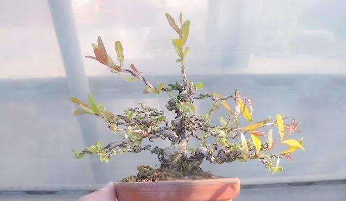 石榴扦插的最佳时间（掌握时间，轻松种植石榴）