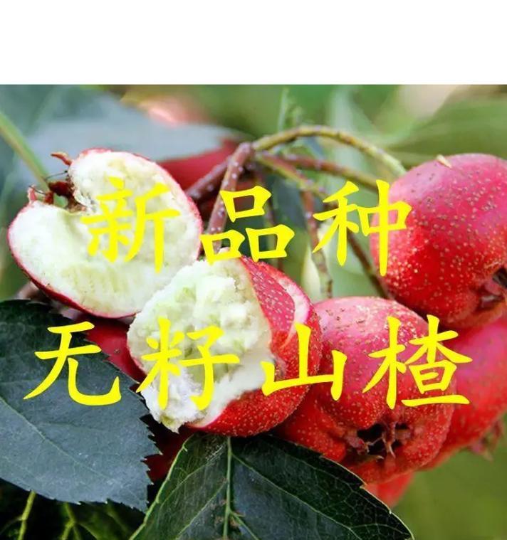 如何让山楂籽发芽？（山楂种子发芽的方法和技巧）
