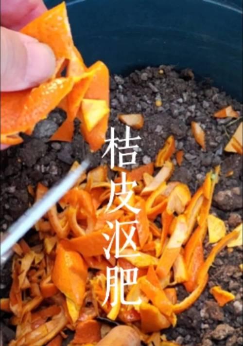 桔子皮浇花的好处（从废物利用到营养液应用，让你的花园更美丽）
