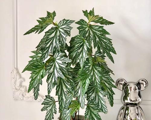 海棠花的水养之道（掌握养护技巧，让海棠常青不凋零）