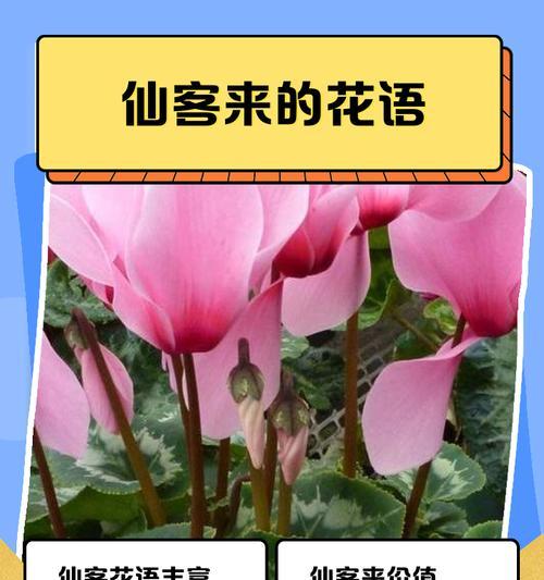 探秘铃兰花的生长环境（铃兰花在哪里生长，铃兰花需要哪些条件）