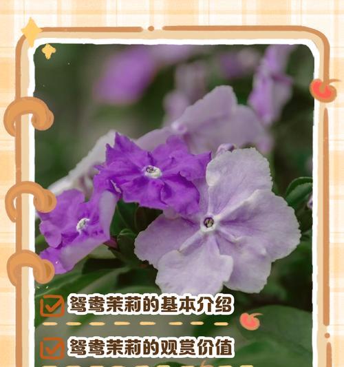 莲子心，还是要看清楚才能吃（莲子心的健康功效、使用方法及注意事项）