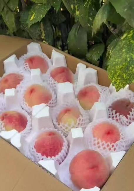 上虞樱桃成熟时间及上市情况（探究上虞樱桃的生长和发展趋势）