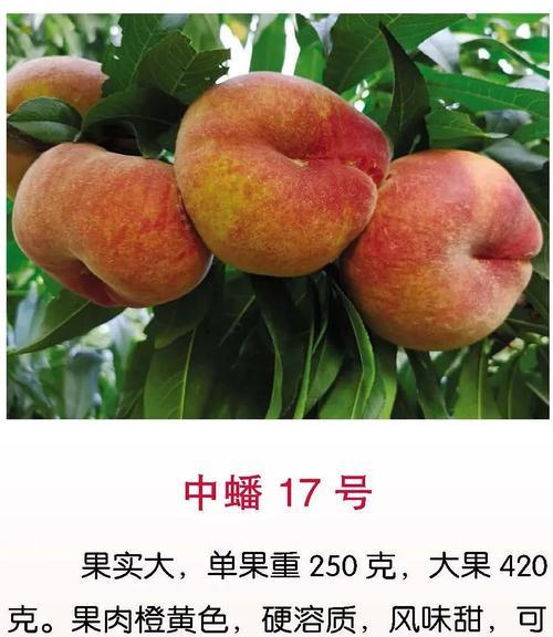 上虞樱桃成熟时间及上市情况（探究上虞樱桃的生长和发展趋势）