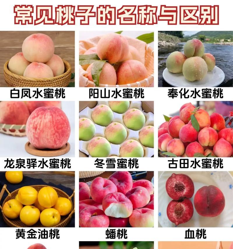 上虞樱桃成熟时间及上市情况（探究上虞樱桃的生长和发展趋势）