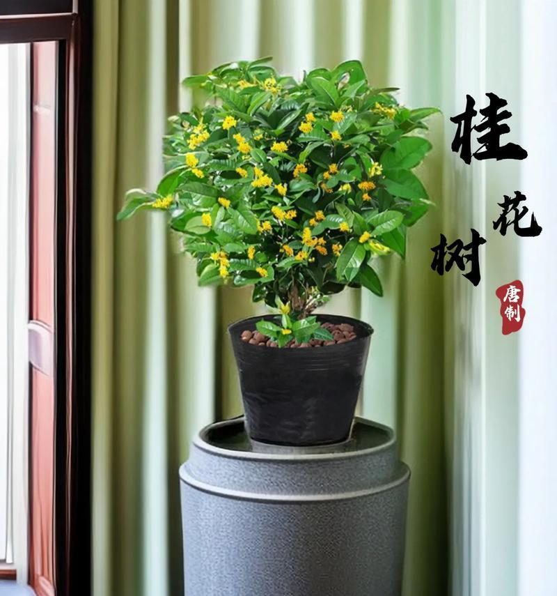 盆栽桂花之最佳品种（选择合适的品种，让你的盆栽桂花更美好）