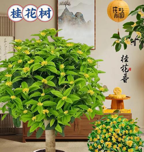 盆栽桂花之最佳品种（选择合适的品种，让你的盆栽桂花更美好）