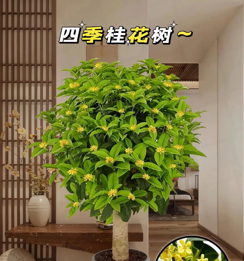 盆栽桂花之最佳品种（选择合适的品种，让你的盆栽桂花更美好）
