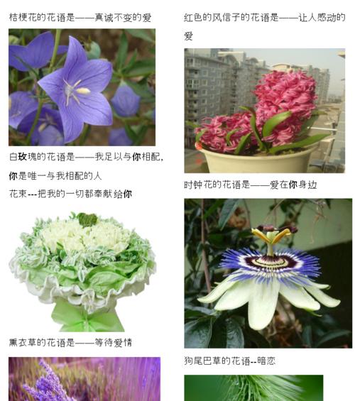 那里的苹果最好吃？（探寻苹果之乡，品尝美味果实）