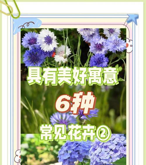 那里的苹果最好吃？（探寻苹果之乡，品尝美味果实）