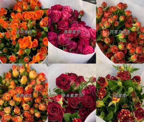 雅乐之舞养殖详解（雅乐之舞，一步步带你走向成功）
