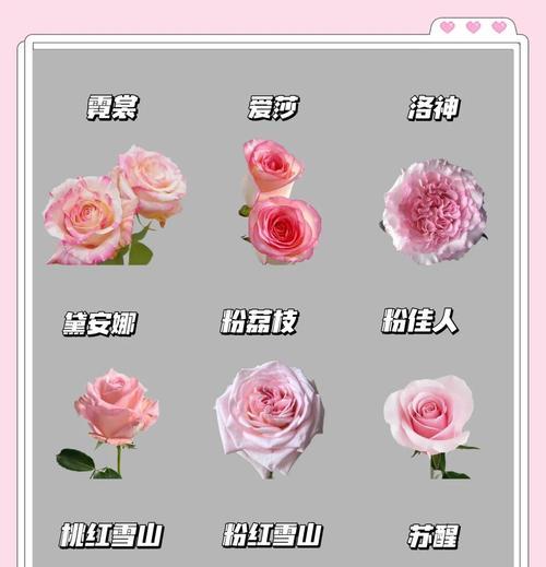雅乐之舞养殖详解（雅乐之舞，一步步带你走向成功）
