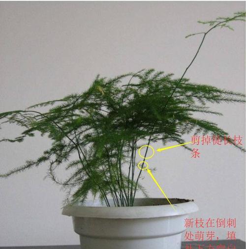 合欢树矮化修剪方法（时间、工具和技巧）