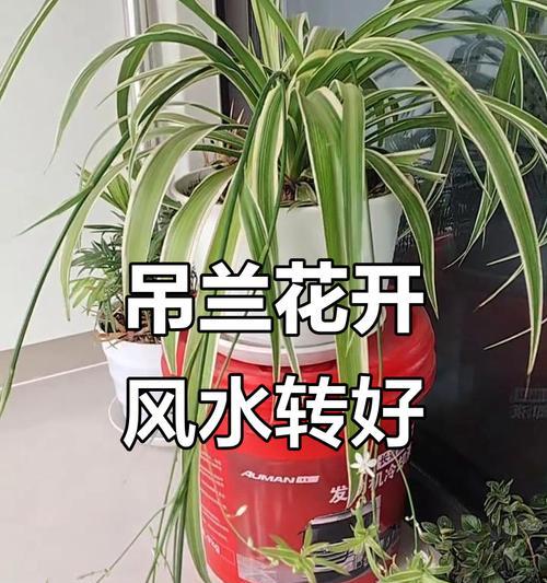 吊兰的寓意与象征——风水的秘密（招财进宝，家庭幸福，健康长寿，助攻事业发展，吉祥如意）