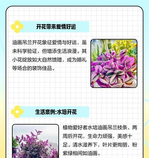 吊兰的寓意与象征——风水的秘密（招财进宝，家庭幸福，健康长寿，助攻事业发展，吉祥如意）