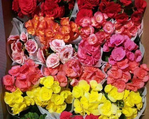 冬天也开花？——探究丽格海棠的神奇之处（丽格海棠的生长环境、特点与繁殖方式）