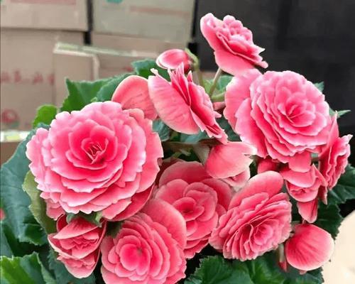 冬天也开花？——探究丽格海棠的神奇之处（丽格海棠的生长环境、特点与繁殖方式）