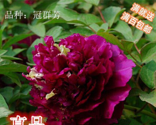 揭秘牡丹原产地——中国（探索中国传统文化中的珍贵之花）