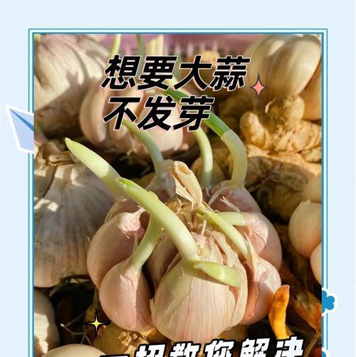 如何最佳保存大蒜？（掌握正确方法，让大蒜保持新鲜多日）
