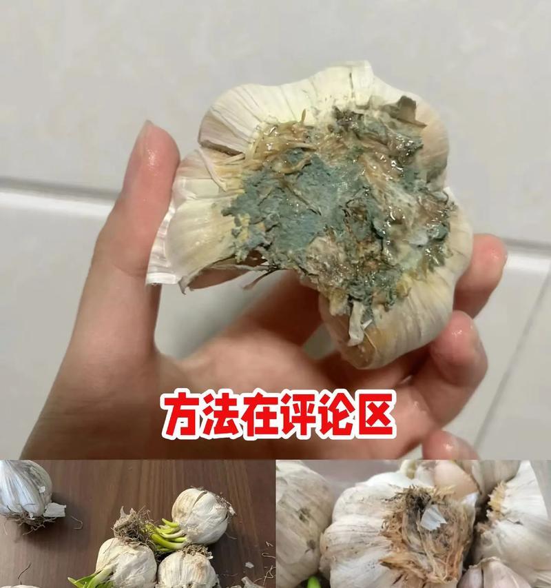 如何最佳保存大蒜？（掌握正确方法，让大蒜保持新鲜多日）