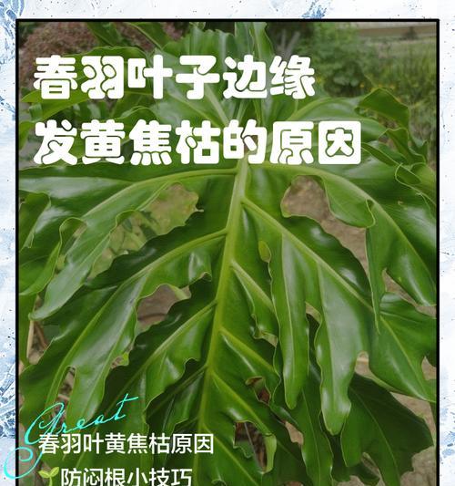 春羽叶子下垂的原因和应对方法（正确保护方法，让春羽叶子更加生动活泼）