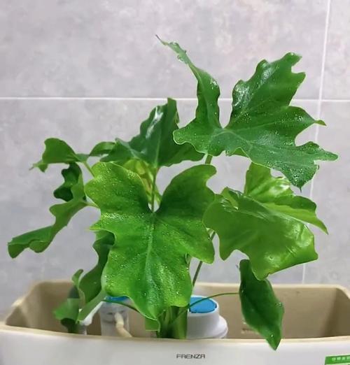 春羽叶子下垂的原因和应对方法（正确保护方法，让春羽叶子更加生动活泼）