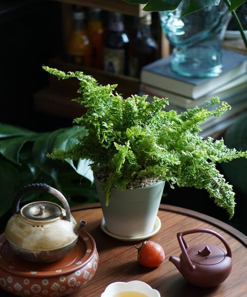盆栽棉花的全面指南（从选苗到养护，教你打造美丽的棉花盆景）