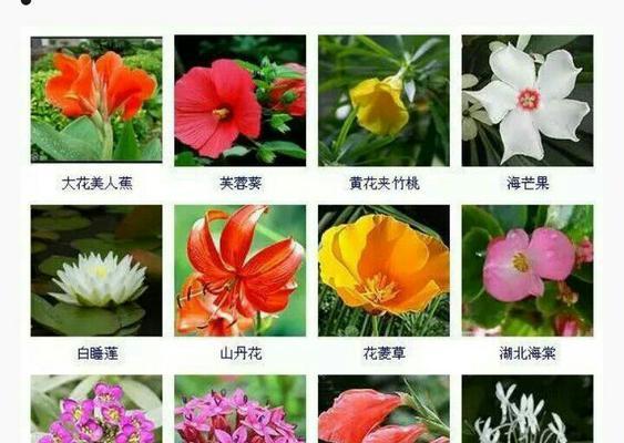 探秘香榧子的营养价值和药用功效（探索香榧子的神奇之处，了解其药用价值和营养特点）